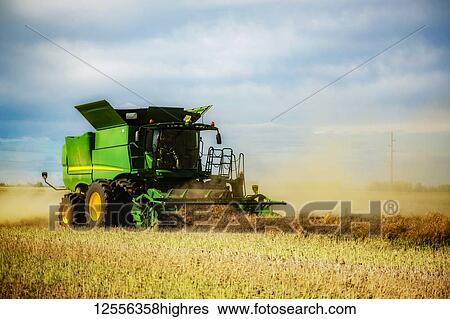 Stock Photograph - A farmer harvesting canola with a combine on a swathed field; Legal, Alberta, Canada. Fotosearch