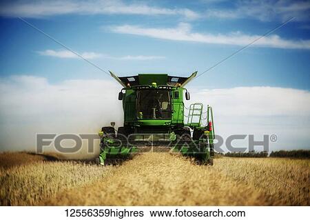 Stock Photograph - A farmer harvesting canola with a combine on a swathed field; Legal, Alberta, Canada. Fotosearch