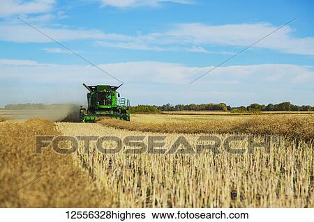 Stock Photograph - A father and son harvesting canola together using a combine on the family farm; Legal, Alberta, Canada. Fotosearch