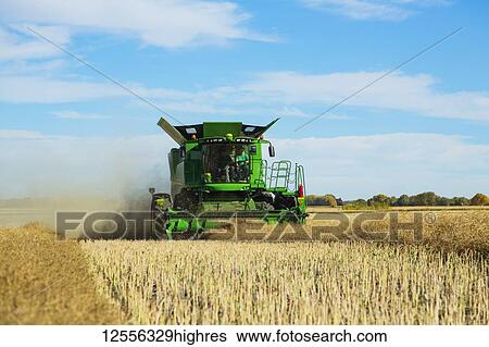 A father and son harvesting canola together using a combine on the family farm; Legal, Alberta, Canada View Large Photo Image Stock Photograph - A father and son harvesting canola together using a combine on the family farm; Legal, Alberta, Canada. Fotosearch