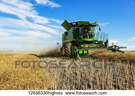 Stock Photograph - A father and son harvesting canola together using a combine on the family farm; Legal, Alberta, Canada. Fotosearch