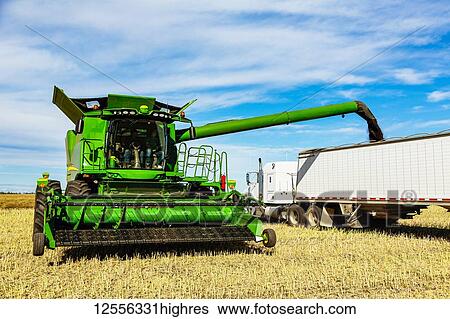 A father and son harvesting canola together and transferring their load using the combine auger to a grain hauler; Legal, Alberta, Canada View Large Photo Image Stock Photograph - A father and son harvesting canola together and transferring their load using the combine auger to a grain hauler; Legal, Alberta, Canada. Fotosearch