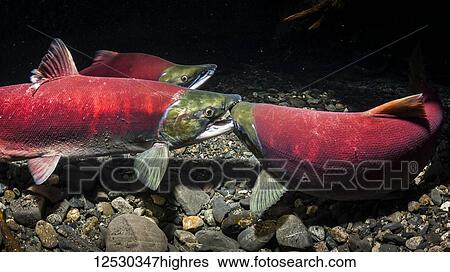 A female Sockeye Salmon, also known as Red Salmon (Oncorhynchus nerka) attacking a female who is excavating a redd that is too close to hers in an Alaskan stream during the summer; Alaska, United States of America View Large Photo Image Stock Photograph - A female Sockeye Salmon, also known as Red Salmon (Oncorhynchus nerka) attacking a female who is excavating a redd that is too close to hers in an Alaskan stream during the summer; Alaska, United States of America. Fotosearch
