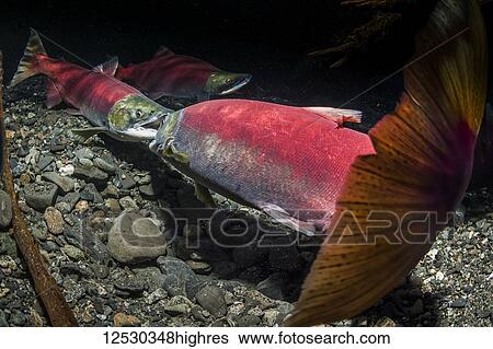 Stock Photograph - A female Sockeye Salmon, also known as Red Salmon (Oncorhynchus nerka) attacking a female who is excavating a redd that is too close to hers in an Alaskan stream during the summer; Alaska, United States of America. Fotosearch