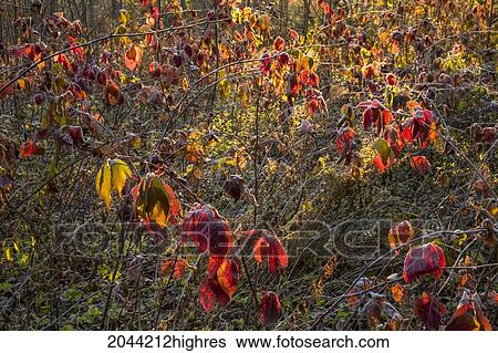 A Frosty Bramble Patch Lit By A Bright Morning Sun, Lower Sackville, Nova Scotia View Large Photo Image Stock Photograph - A Frosty Bramble Patch Lit By A Bright Morning Sun, Lower Sackville, Nova Scotia. Fotosearch