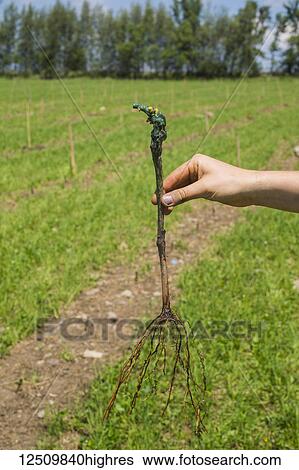 A hand holding a grape vine with roots that is about to be planted in the ground; Shefford, Quebec, Canada View Large Photo Image Stock Photograph - A hand holding a grape vine with roots that is about to be planted in the ground; Shefford, Quebec, Canada. Fotosearch