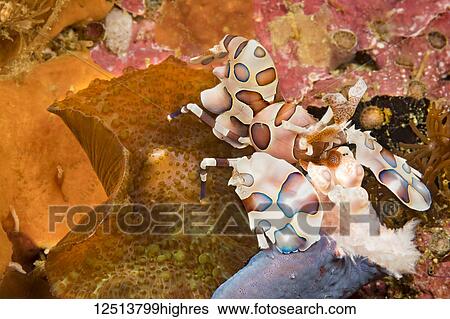 Stock Photograph - A Harlequin Shrimp (Hymenocera elegans) holding part of a blue seastar (Linkia laevigata) which it will feed on; Philippines. Fotosearch