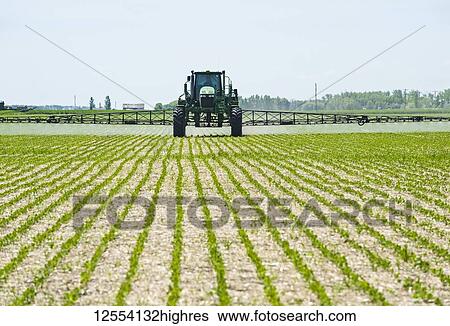 Stock Photograph - A high clearance sprayer gives a ground chemical application of herbicide to early growth soybeans, near Niverville; Manitoba, Canada. Fotosearch