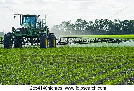 Stock Photograph - A high clearance sprayer gives a ground chemical application of herbicide to early growth feed/grain corn, near Steinbach; Manitoba, Canada. Fotosearch