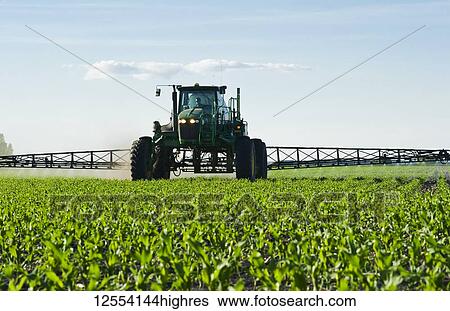 Stock Photograph - A high clearance sprayer gives a ground chemical application of herbicide to early growth feed/grain corn, near Steinbach; Manitoba, Canada. Fotosearch