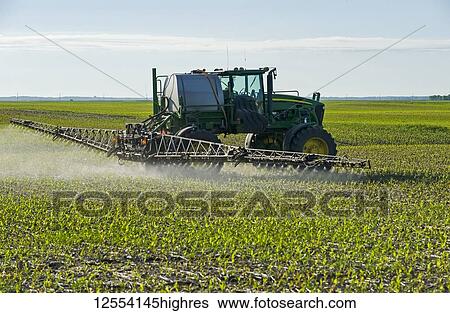 Stock Photograph - A high clearance sprayer gives a ground chemical application of herbicide to early growth feed/grain corn, near Steinbach; Manitoba, Canada. Fotosearch