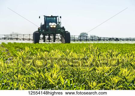 Stock Photograph - A high clearance sprayer gives a ground chemical application of herbicide to early growth feed/grain corn, near Steinbach; Manitoba, Canada. Fotosearch