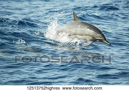 A leaping Spinner Dolphin (Stenella longirostris) off the island of Lanai; Lanai, Hawaii, United States of America View Large Photo Image Stock Photograph - A leaping Spinner Dolphin (Stenella longirostris) off the island of Lanai; Lanai, Hawaii, United States of America. Fotosearch