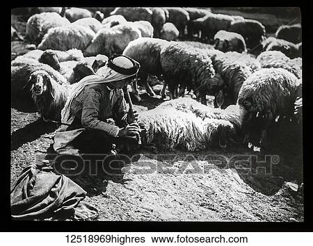 A magic lantern slide circa 1900. Religious slides. Life model of shepherd boy playing a flute surrounded by sheep View Large Photo Image Stock Photograph - A magic lantern slide circa 1900. Religious slides. Life model of shepherd boy playing a flute surrounded by sheep. Fotosearch