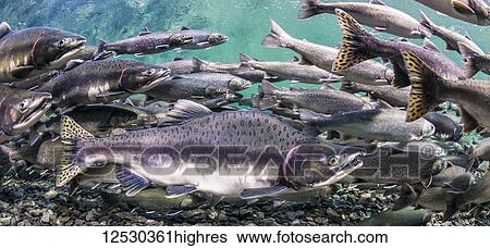 A male Pink Salmon (Oncorhynchus gorbuscha) among others of the same species and Dolly Varden Charr (southern form; Salvelinus malma lordi) form a dense school at the bottom of a deep pool during their spawning migration in an Alaskan stream during... View Large Photo Image Stock Photograph - A male Pink Salmon (Oncorhynchus gorbuscha) among others of the same species and Dolly Varden Charr (southern form; Salvelinus malma lordi) form a dense school at the bottom of a deep pool during their spawning migration in an Alaskan stream during.... Fotosearch