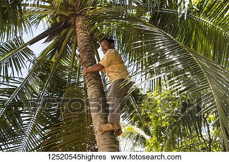Stock Photograph - A man, a former Vietcong soldier, climbing a palm tree for coconuts in the Mekong Delta; My Long, Tien Giang, Vietnam. Fotosearch