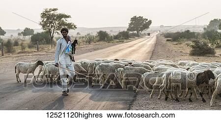 A man herding a flock of sheep across a road; Damodara, Rajasthan, India View Large Photo Image Stock Photograph - A man herding a flock of sheep across a road; Damodara, Rajasthan, India. Fotosearch