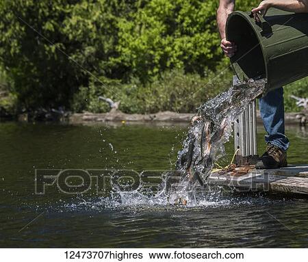 Stock Photograph - A man pours Speckled Trout (Salvelinus font) out of large pail to stock a lake; Redbridge, Ontario, Canada. Fotosearch