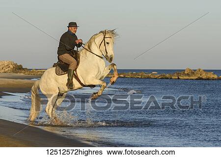 Stock Photograph - A man rides a white horse (Equus ferus caballus) on the shores of the Mediterranean; Camargue, France. Fotosearch