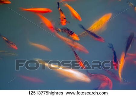 Stock Photograph - A motion blurred image of Ornamental Koi fish (Cyprinus carpio) at one of the ponds in the Buddha Eden Garden; Carvalhal, Portugal. Fotosearch