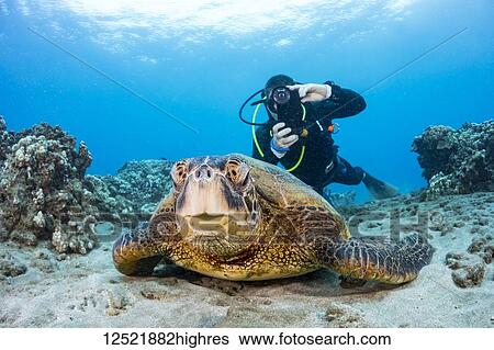 A photographer lines up with his smart phone in a housing on this Green sea turtle (Chelonia mydas) off the coast of Maui; Hawaii, United States of America View Large Photo Image Stock Photograph - A photographer lines up with his smart phone in a housing on this Green sea turtle (Chelonia mydas) off the coast of Maui; Hawaii, United States of America. Fotosearch