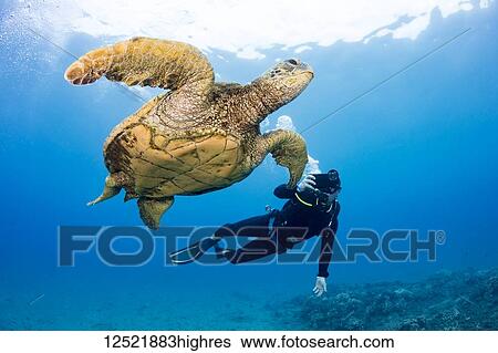 Stock Photograph - A photographer lines up with his smart phone in a housing on this Green sea turtle (Chelonia mydas) off the coast of Maui; Hawaii, United States of America. Fotosearch