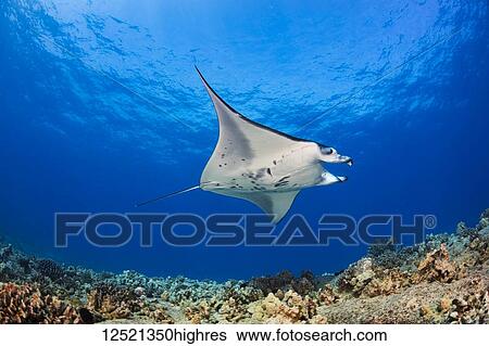 Stock Photograph - A Reef Manta Ray (Manta alfredi), cruises over the shallows off the Kona Coast. This individual is not feeding and has curled up it's cephalic fins or lobes which, when extended, aid in capturing nutrients; Kona, Island of Hawaii, Hawaii, United.... Fotosearch