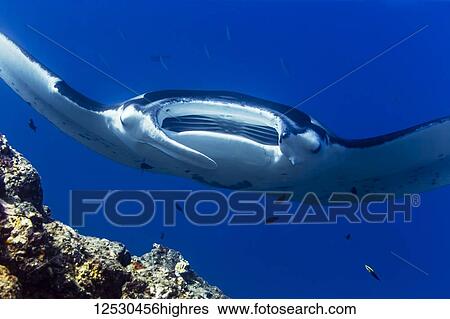 Stock Photograph - A Reef Manta Ray (Mobula (formerly Manta) alfredi) hovers over a reef cleaning station off the Kona Coast, the Big Island, Hawaii, USA. This particular female manta with a missing left cephalic lobe has been observed by divers and snorkelers at Kona.... Fotosearch