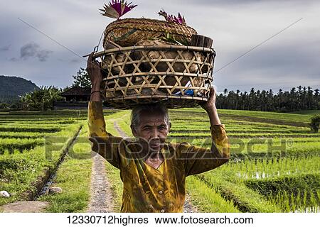 Stock Photograph - A Senior Lady Carrying Offerings To A Ceremony On The Northwest Coast Of Bali; Bali, Indonesia. Fotosearch