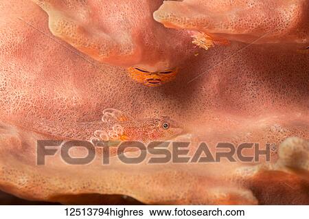 Stock Photograph - A Slender Spongegoby (Phyllogobius platycephalops) and two different species of crabs. Attached to the goby are several parasites with egg cases, that will likely prove fatal over time. Many species live on the convuluted surface of this sponge;.... Fotosearch