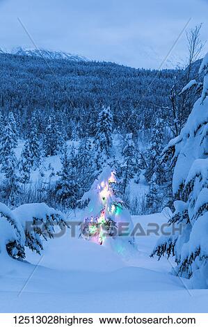 Stock Photograph - A small Black Spruce (Picea Mariana) tree covered in fresh snow is illuminated by colourful string lights, Kenai Peninsula, South-central Alaska; Alaska, United States of America. Fotosearch