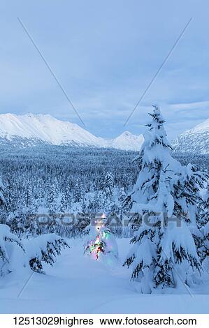 Stock Photograph - A small Black Spruce (Picea Mariana) tree covered in fresh snow is illuminated by colourful string lights, Kenai Peninsula, South-central Alaska; Alaska, United States of America. Fotosearch