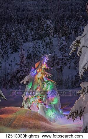 Stock Photograph - A small Black Spruce (Picea Mariana) tree covered in fresh snow is illuminated by colourful string lights, Kenai Peninsula, South-central Alaska; Alaska, United States of America. Fotosearch