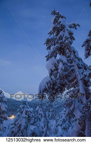 Stock Photograph - A small Black Spruce (Picea Mariana) tree covered in fresh snow is illuminated by colourful string lights, Kenai Peninsula, South-central Alaska; Alaska, United States of America. Fotosearch