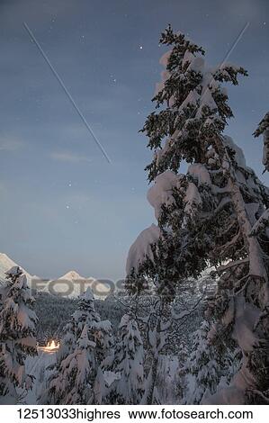 A small Black Spruce (Picea Mariana) tree covered in fresh snow is illuminated by colourful string lights, Kenai Peninsula, South-central Alaska; Alaska, United States of America View Large Photo Image Stock Photograph - A small Black Spruce (Picea Mariana) tree covered in fresh snow is illuminated by colourful string lights, Kenai Peninsula, South-central Alaska; Alaska, United States of America. Fotosearch