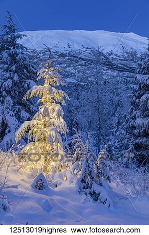 Stock Photograph - A small Mountain Hemlock (Tsuga mertensiana) tree glows from the lights wrapped around it, fresh snow covering it and the surrounding trees and mountains, deep blue twilight filling the scene, Moose Pass, Kenai Peninsula, South-central Alaska; Alaska,.... Fotosearch