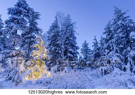Stock Photograph - A small Mountain Hemlock (Tsuga mertensiana) tree glows from the lights wrapped around it, fresh snow covering it and the surrounding trees, deep blue twilight filling the scene, Moose Pass, Kenai Peninsula, South-central Alaska; Alaska, United States.... Fotosearch