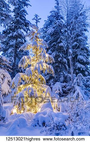 Stock Photograph - A small Mountain Hemlock (Tsuga mertensiana) tree glows from the lights wrapped around it, fresh snow covering it and the surrounding trees, deep blue twilight filling the scene, Moose Pass, Kenai Peninsula, South-central Alaska; Alaska, United States.... Fotosearch