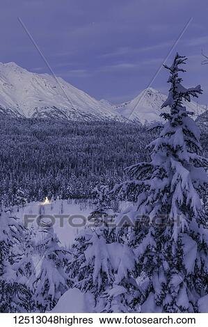 Stock Photograph - A small spruce tree covered in fresh snow is illuminated by colourful string lights underneath the snow in a snowy spruce forest at twilight, the snow-covered Kenai Mountains in the background, Kenai Peninsula, South-central Alaska; Alaska, United.... Fotosearch