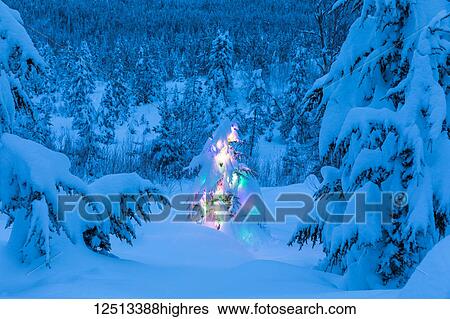 A small spruce tree covered in fresh snow is illuminated by colourful string lights underneath the snow in a snowy spruce forest in winter, Kenai Peninsula, South-central Alaska; Alaska, United States of America View Large Photo Image Stock Photograph - A small spruce tree covered in fresh snow is illuminated by colourful string lights underneath the snow in a snowy spruce forest in winter, Kenai Peninsula, South-central Alaska; Alaska, United States of America. Fotosearch