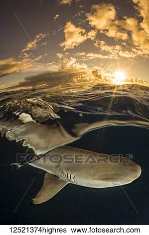 A split scene of a Blacktip Reef Shark (Carcharhinus melanopterus) just below the surface at sunset off the island of Yap; Yap, Micronesia View Large Photo Image Stock Photograph - A split scene of a Blacktip Reef Shark (Carcharhinus melanopterus) just below the surface at sunset off the island of Yap; Yap, Micronesia. Fotosearch
