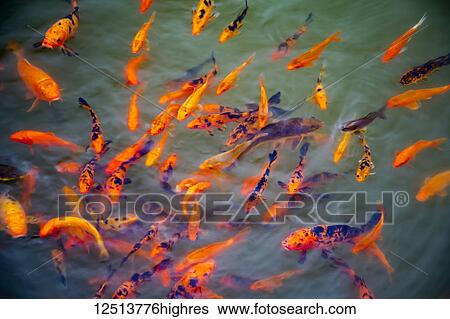 Stock Photograph - A stylized image of Ornamental Koi fish (Cyprinus carpio) at one of the ponds in the Buddha Eden Garden; Carvalhal, Portugal. Fotosearch