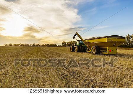 A tractor with a grain cart waiting for the next load from a canola harvest; Legal, Alberta, Canada View Large Photo Image Stock Photograph - A tractor with a grain cart waiting for the next load from a canola harvest; Legal, Alberta, Canada. Fotosearch