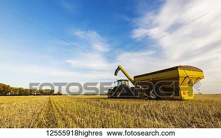 Stock Photograph - A tractor with a grain cart waiting for the next load from a canola harvest; Legal, Alberta, Canada. Fotosearch