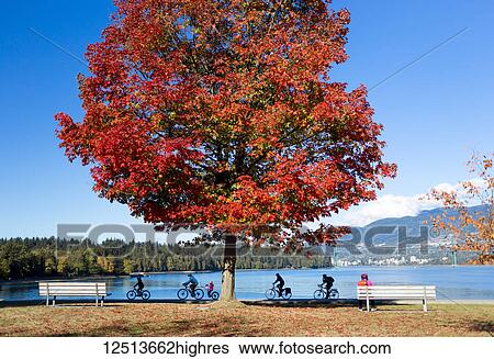 A tree with bright red foliage in Stanley park with cyclists passing on a trail at the water's edge; Vancouver, British Columbia, Canada View Large Photo Image Stock Photograph - A tree with bright red foliage in Stanley park with cyclists passing on a trail at the water's edge; Vancouver, British Columbia, Canada. Fotosearch