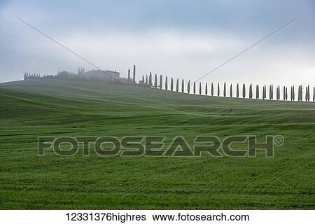 Stock Photograph - A Typical Tuscany Landscape With Cypress Alley Leads To A Small Villa On A Green Hill; Castiglione D'orcia, Italy. Fotosearch