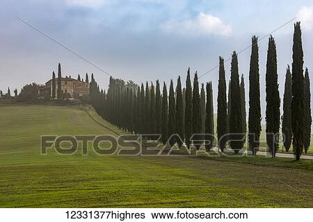 Stock Photograph - A Typical Tuscany Landscape With Cypress Alley Leads To A Small Villa On A Green Hill; Castiglione D'orcia, Italy. Fotosearch