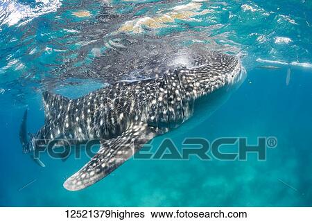 Stock Photograph - A Whale Shark (Rhiniodon typus) with it's mouth open, filter feeding at the surface. This is the world's largest species of fish; Oslob, Philippines. Fotosearch