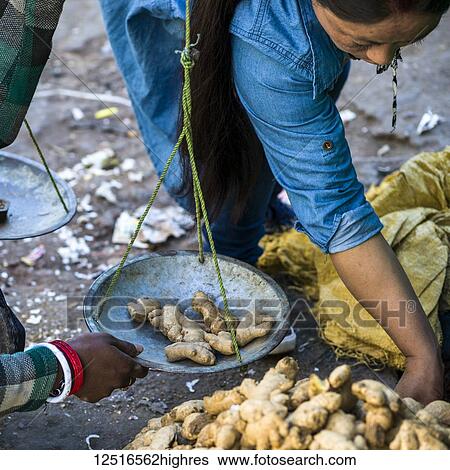 Stock Photograph - A woman weighs pieces of fresh ginger root on a scale; Darjeeling, West Bengal, India. Fotosearch