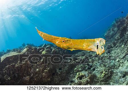 Stock Photograph - A yawning trumpetfish (Aulostomus chinensis); Hawaii, United States of America. Fotosearch